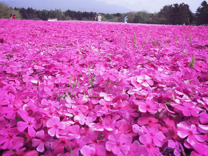 宿根花卉有哪些